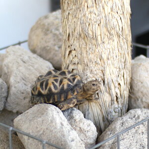 �C���h�z�V�K�� �T �J�� ������ ���A�� �I�u�W�F �u�� PET BANK STAR TORTOISE ( �y�b�g�o���N �X�^�[ �g�[�^�X )