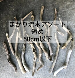 【送料無料】南信州産 【枝分かれ まがり流木】【50cm未満】【10本セット】短め 変形 枝幹 天然流木 枝分かれ 格安アソート まとめ売り セット販売 卸売 ドライフラワー スワッグ いけばな インテリア グリーン エアープランツ 装飾 デザイン 建築 DIY