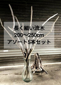 【送料無料】南信州産 天然流木 【細い流木（幅3.8cm以下）】【200〜250cm】長い 枝流木 【アソート 5本セット 】流木 格安販売 まとめ売り●流木インテリア 流木ハンドメイド DIY デザイン ドライフラワー ディスプレイ 建築 花屋 いけばな ハンガー 天井装飾 流木アート