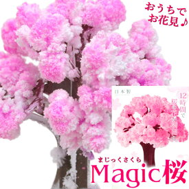 Magic桜 マジック桜【さくら お花見 お祝い 卒業祝い 入学祝い 海外のお土産に プレゼント 即日開花 一か月楽しめる】 ネコポス発送 送料無料 マジックナイト BE653820