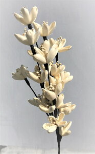 Sola Flower Stem �\���t�����[�X�e�� Spray Star Flower �X�v���[�X�^�[�t�����[ S�y���������z