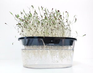 玄関先迄納品 A387 ディル ポスト投函便対象 グリーンフィールドプロジェクト タネ たね 固定種 有機種子 30g 中袋 スプラウトの種 野菜の種子 Www Kellyellamaz Com