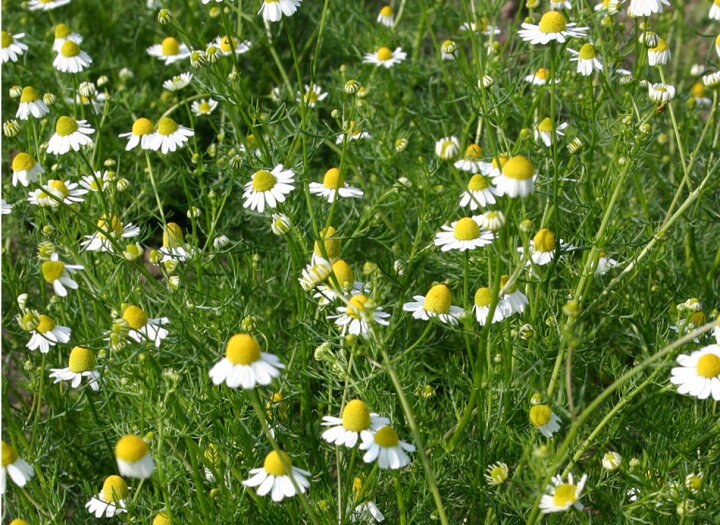 超格安価格 ローマンカモミール 種 0粒 Rmladv Com Br