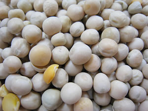 即納 第一ネット 〈インディアンベジタリアン〉 豆類 Peas White dry ホワイトピース 1kg otopozyczka24.pl otopozyczka24.pl