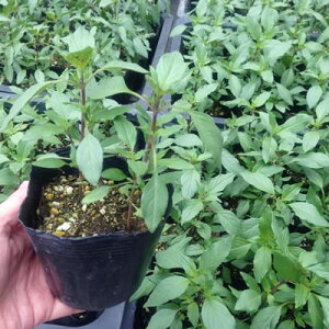 楽天市場 21年出荷分 ホーリーバジル苗 トゥルシー苗 苗12本セット 6ポット 送料無料 同梱不可 7月下旬以降順次発送予定 マグーズショップ