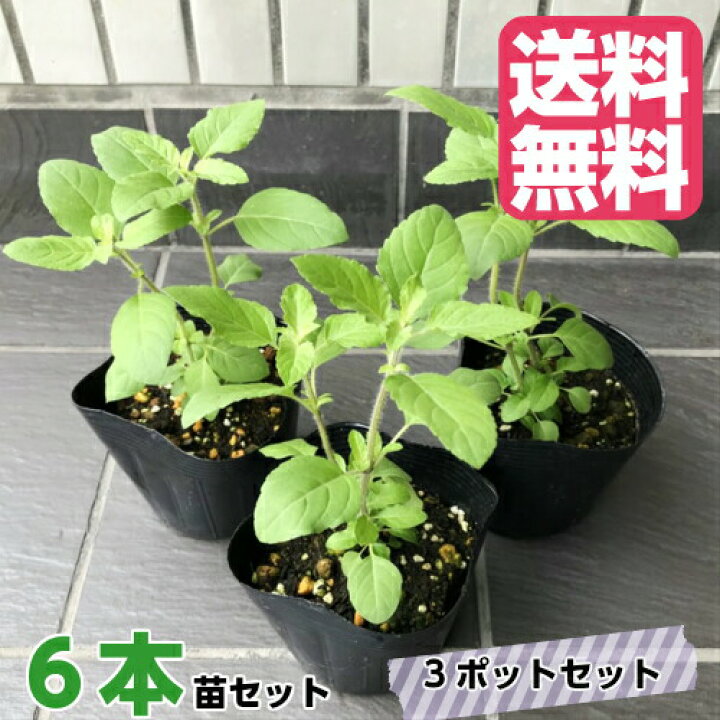 楽天市場 21年度分 限定販売 ホーリーバジル苗 クリシュナ トゥルシー苗 苗6本セット 3ポット 送料無料 同梱不可 マグーズショップ