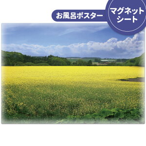 お風呂ポスター おふろポスター【菜の花畑】マグネットシート製【宅配便限定】【有料ギフトラッピング対応可】