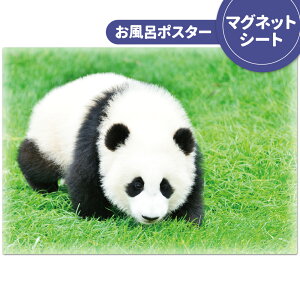 お風呂ポスター おふろポスター【パンダ】マグネットシート製【宅配便限定】【有料ギフトラッピング対応可】