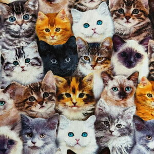 USARbg Packed Mixed Breeds of Cats(FXȔL)lR V[`On Timeless Treasures(^CXgW[)CD8417-MULTI