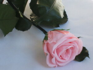 �y�S�ăv���U���ԍށz�v���U�[�u�h�t�����[�@�t���[���G�o�[�@�X�^���_�[�h���[�Y�X�e���t�@1�{�p�b�P�[�W����