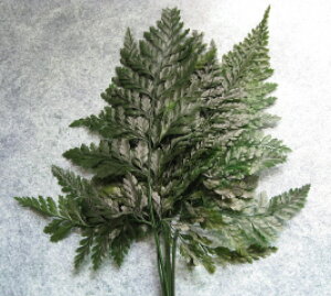 �y�ԍށz�v���U�[�u�h�t�����[�E�V�_�@�t���[���G�o�[ �_�o���A�t�@�[��1��6�{����@�O���[��