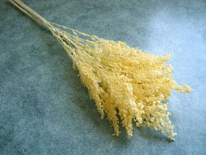 �y�ԍށz�v���U�[�u�h�t�����[�@�t���[���G�o�[�\���_�S1����3�{����@�\�t�g�C�G���[