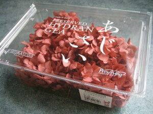 yԍށzvU[uht[@n_߃AWTCEwbh1@[Y