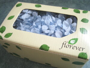 yԍށ@AWTCzvU[uht[@t[Go[AfXAWTC1@pE_[u[