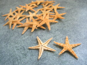 �y�ԍށz�V�F���@�X�^�[�t�B�b�V��1��20����