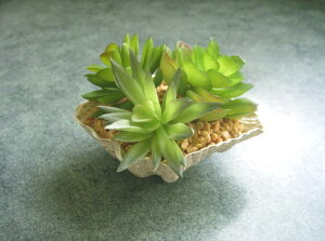 �y�ԍށz���ԁE�t�F�C�N�O���[���@�~�j�ϗt�@�V�F���v�����c�@1��