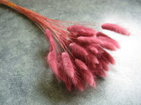 楽天市場 ドライフラワー ラグラスの通販