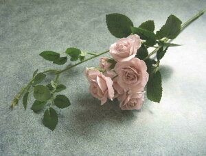 yԍށzԃt[@pbg[Y1{@AeB[NCbN