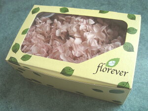 yԍށ@AWTCzvU[uht[@t[Go[Aix1@CgsN