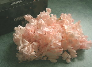 yԍށzhHEvU[uht[@n_JVoAWTCEwbh(Of[VJ[)1@zCgsN