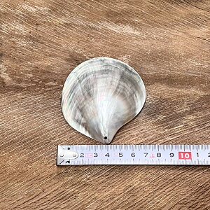 L ` MOP ubNp[ VF  MOP VF }U[Iup[ ANZT[ ޗ ߑ RX`[   VR f ^q`A_X I^q` lbNX |C