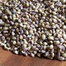 岡山県産　もち麦　ダイシモチ　5kg【もち麦　国産　送料無料　雑穀　麦 もちむぎ まとめ買い 香川 四国　紫　SALE　新麦　ダイエット　健康　ヘルシー　だいしもち　モチムギ　麦めし　とろろ　夏　カレー】