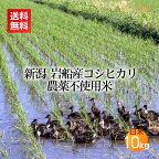 農薬無使用米 岩船産コシヒカリ 白米 10kg＜あす楽・即日発送＞(農薬不使用 アイガモ農法 合鴨 米 お米 新潟 新潟米 コシヒカリ)