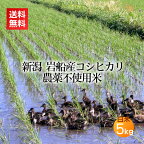 農薬無使用米 岩船産コシヒカリ 白米 5kg＜あす楽・即日発送＞(農薬不使用 アイガモ農法 合鴨 米 お米 新潟 新潟米 コシヒカリ 送料無料)