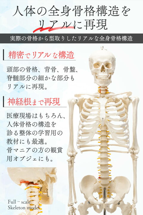 楽天市場】【国際規格認証品】等身大 人体模型 170cm 神経根有り 全身 