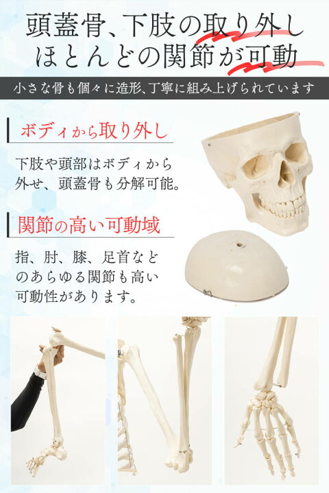 楽天市場】【国際規格認証品】等身大 人体模型 170cm 神経根有り 全身 
