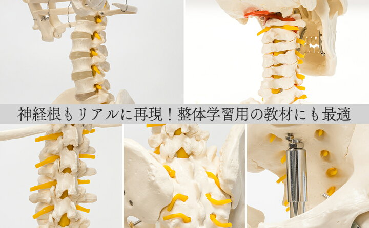 楽天市場】【国際規格認証品】等身大 人体模型 170cm 神経根有り 全身 