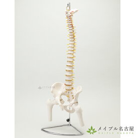 S+CURE　大腿骨付脊髄帯　神経整体模型