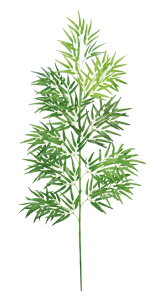 ou[c[180cm [ Ȃ΂  fBXvC   Ղ 