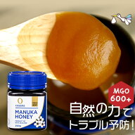 マヌカハニー 250g【MGO600+】コサナ正規販売店 TV放送 チャンハウス ニュージーランド産 非加熱 マヌカ …