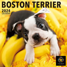 【L版】ボストン・テリア 2024年カレンダー［PICT WAN］
