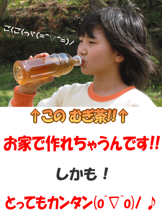 楽天市場 麦茶 パック 500mlペットボトル 300本 作れる 細長 い ティーバッグ お徳用 セット 水出し麦茶 水出しムギ茶 国産大麦 三度炒り 送料無料 静岡のお茶処 まきのはら茶屋