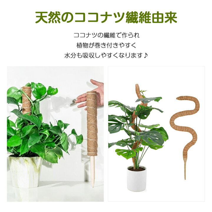 楽天市場 即納 楽天1位 2点セット 支柱 モンステラ 支柱 ココナッツ支柱 園芸 観葉 植物 支柱 植物支柱 ココスティック ココナッツパームスティック 棚 土 天然 ココナッツ フラワースタンド ガーデニング用支柱 つる性植物 誘引 フラワースタンド 花ささえ