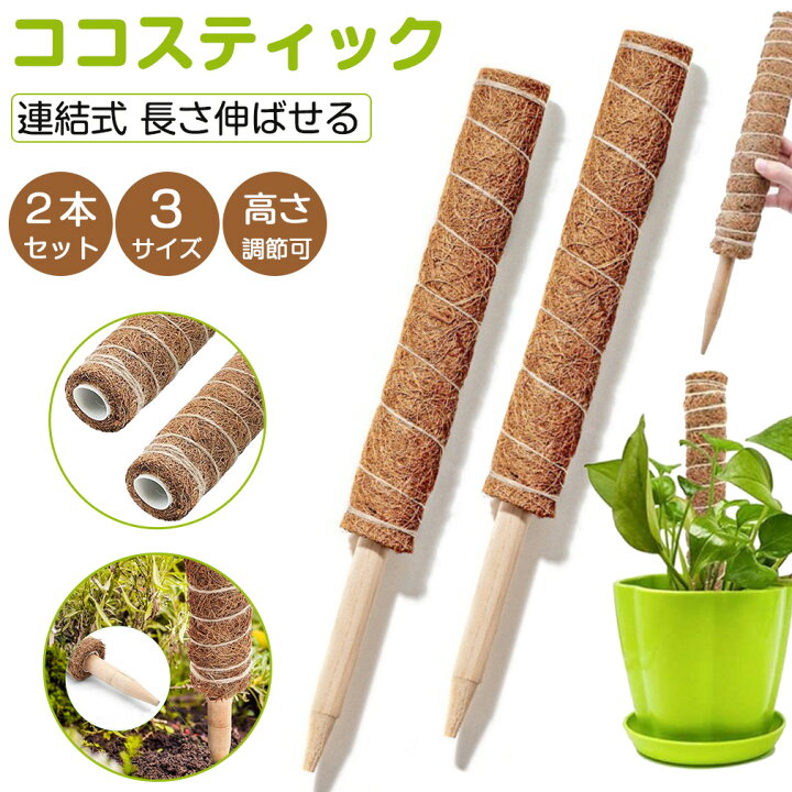 楽天市場 2点セット ココスティック モンステラ 支柱 ココナッツ支柱 園芸 支柱 観葉 植物 支柱 植物支柱 ココナッツパームスティック 棚 土 天然 ココナッツ 給水 フラワースタンド ガーデニング用支柱 つる性植物 誘引 フラワースタンド フラワー支柱 オンリー