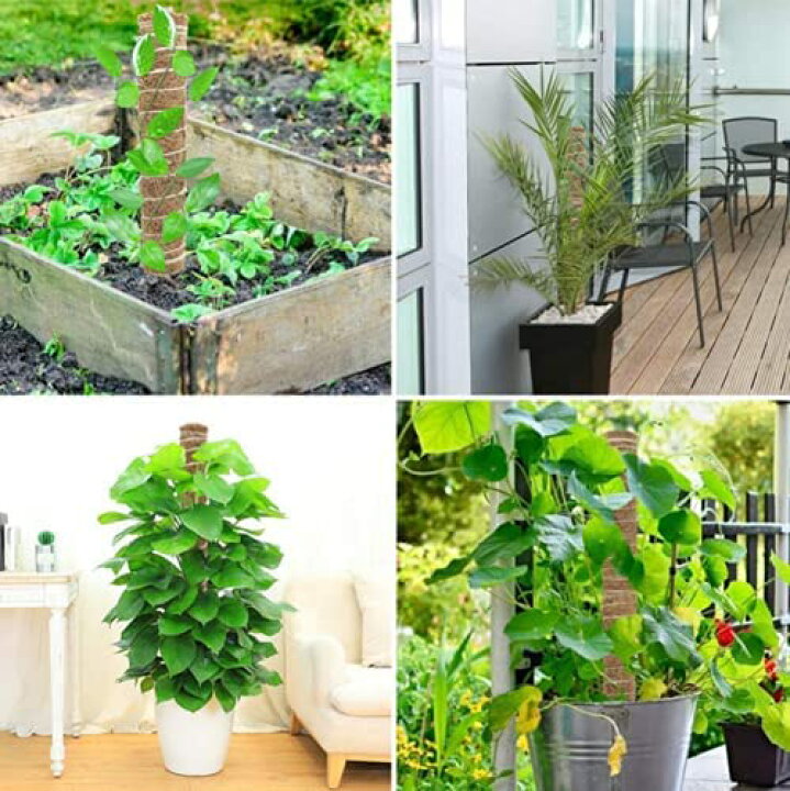 楽天市場 2点セット ココスティック モンステラ 支柱 ココナッツ支柱 園芸 支柱 観葉 植物 支柱 植物支柱 ココナッツパームスティック 棚 土 天然 ココナッツ 給水 フラワースタンド ガーデニング用支柱 つる性植物 誘引 フラワースタンド フラワー支柱 オンリー 楽天市場 2点セット ココスティック モンステラ 支柱 ココナッツ支柱 園芸 支柱 観葉 植物 支柱 植物支柱 ココナッツパームスティック 棚 土 天然 ココナッツ 給水 フラワースタンド ガーデニング用支柱 つる性植物 誘引 フラワースタンド フラワー支柱 オンリー