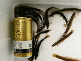 楽天市場 ドジョウ 生き餌の通販