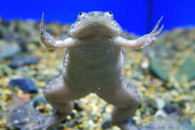楽天市場 カエル 飼育 セットの通販 楽天市場 カエル 飼育 セットの通販