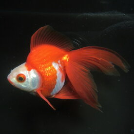 楽天市場 琉金 飯田産の通販 楽天市場 琉金 飯田産の通販