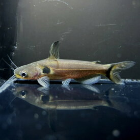 インドゴールデンミスタス（ミストゥス）（Horabagurus brachysoma）　ワイルド　インド便《8～9cm前後》