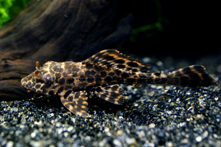 楽天市場 マーブルセルフィンプレコ ５ｃｍ前後 アクアランド まっかちん