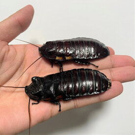 マダガスカルゴキブリ　”オブロンゴナタ”　亜成虫～成虫2ペア【昆虫】