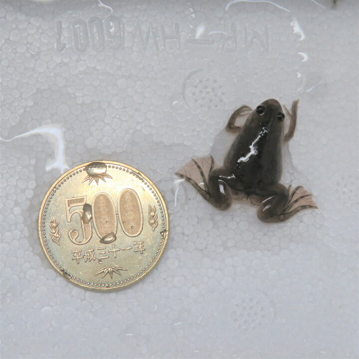 楽天市場 餌用 アフリカツメガエル 10匹 アクアランド まっかちん