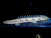 楽天市場】ポリプテルス エンドリケリー（観賞魚｜熱帯魚 