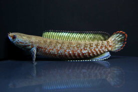 楽天市場 スネークヘッド 小型の通販