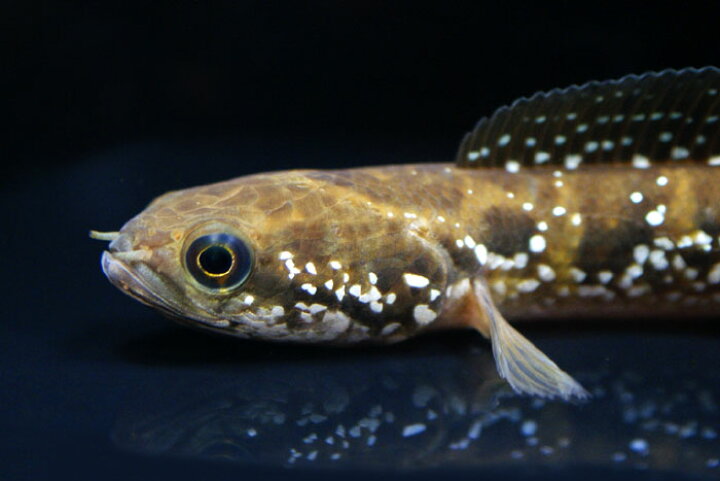 楽天市場 コウタイ 七星魚 中国便 １２ １４ｃｍ前後 アクアランド まっかちん