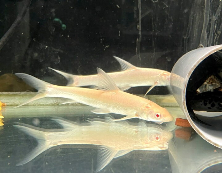 楽天市場】ルシオバルブス アルビノ（luciobarbus brachycephalus 
